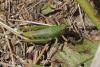 Pseudochorthippus parallelus parallelus